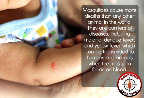 Blaums Termite & Pest Control