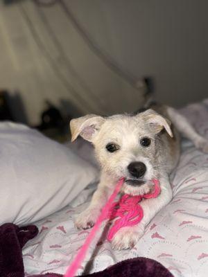 Scarlet and Stone Pet Sitting