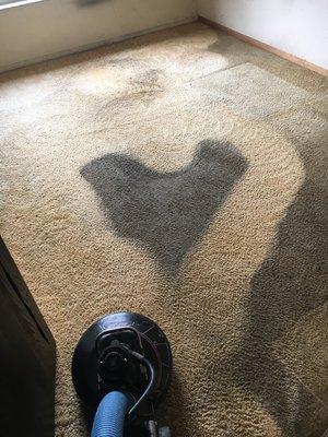 Haley's Comet Carpet Cleaning