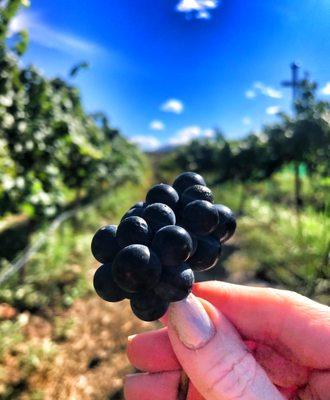 Yavapai College Vineyard.