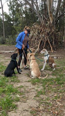 Paws Down Training & Pet Care