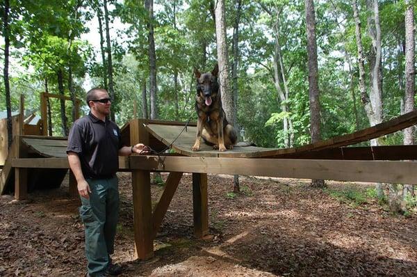 Maxx on the obstacle course