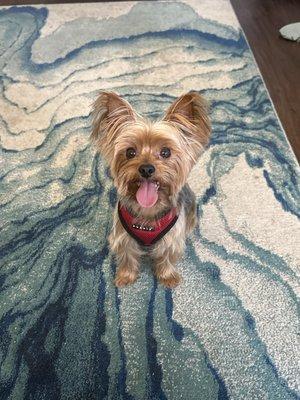 Ju Ju's Pet Grooming & Day Spa