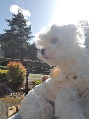 Animal Hospital of Factoria