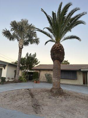 A bizmarak palm & date palm we trimmed