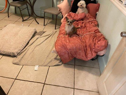 My pups in Kim's bed! She didn't mind one bit!