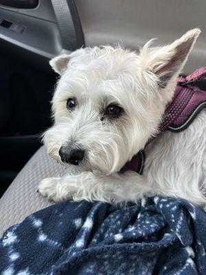Noelle, following grooming at Back Porch Pet Spa