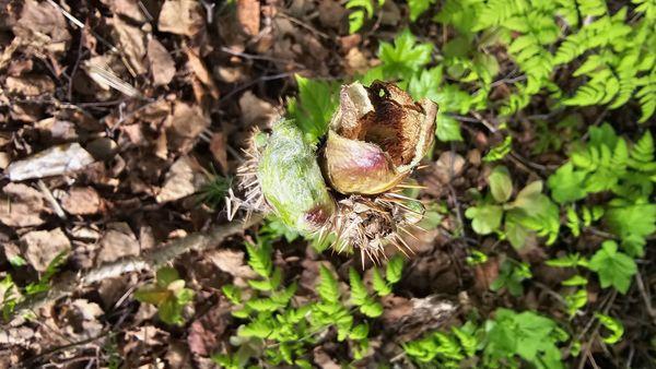 Little Campbell Lake