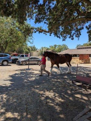 Budweiser Clydesdales before they go to the State Fair