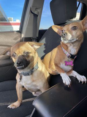 easyvet Veterinarian Richmond