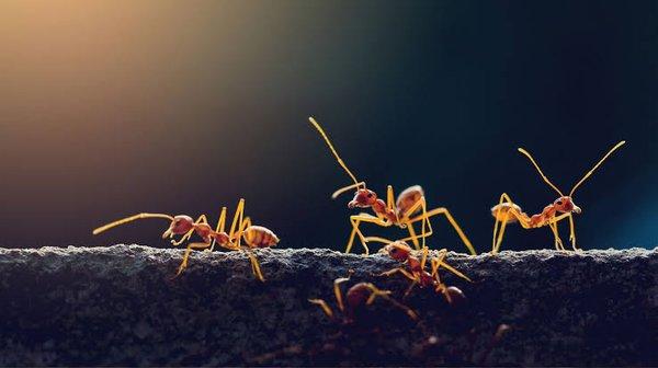 Top Pest Control Services