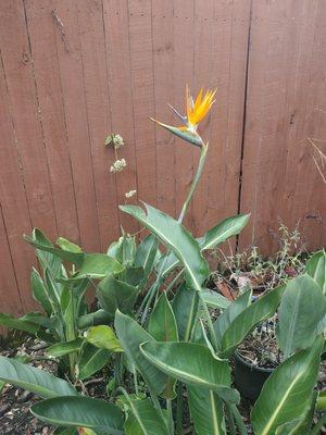 Pooler Plant Pick-up Station