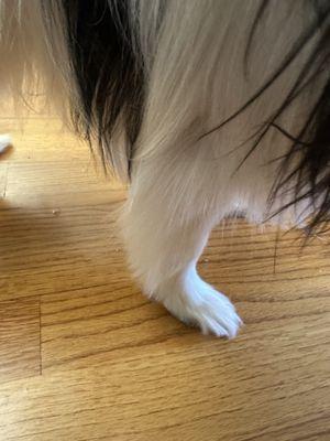 She was asked to trim legs clean an inch up, instead this is the uneven, choppy mess we got.