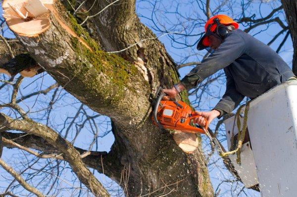50% Off Tree Services