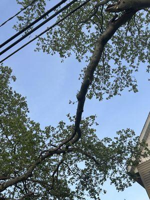 The broken limb being held up by another over pruned branch.