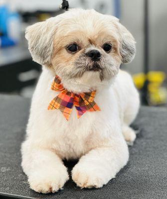 Executive Mobile Dog Grooming