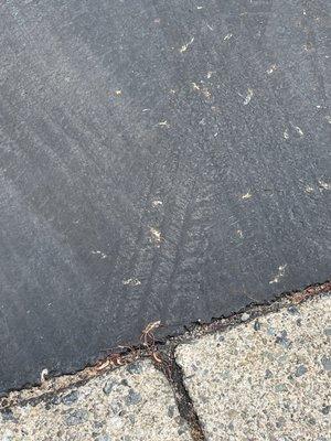 Costello Ed & Sons Paving