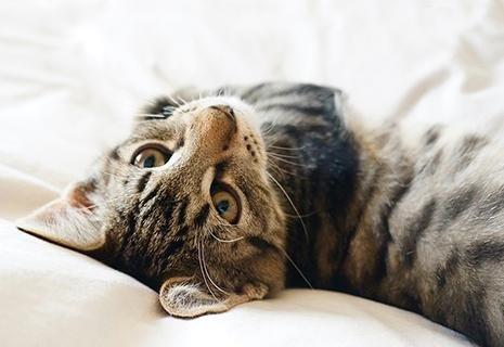 Metropolitan Veterinary Associates