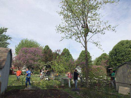 Glovers Tree Service