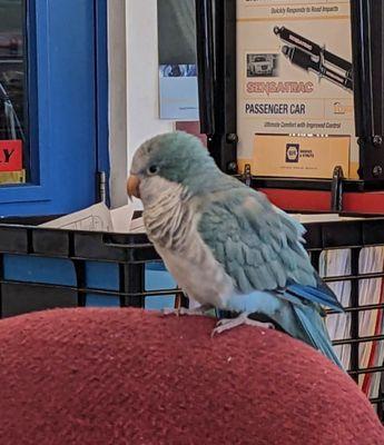 South Main Auto Service
