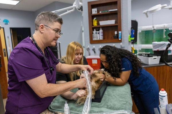 Desert Rose Animal Hospital