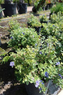 Briarcliff Wholesale Plant Nursery