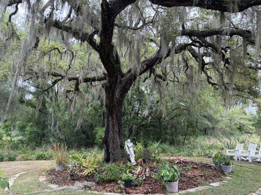 The Cantankerous Crow