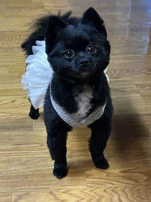 Doggy Doo & Kitty's Too