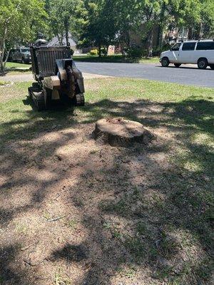 Backyard Tree Services