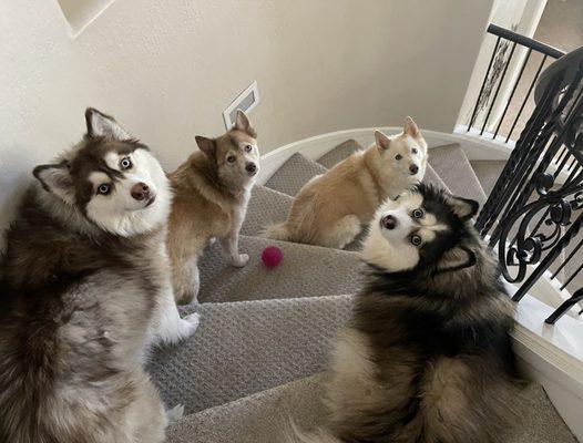 North Ranch Animal Hospital