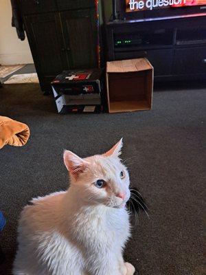 A Animal Clinic of Queens