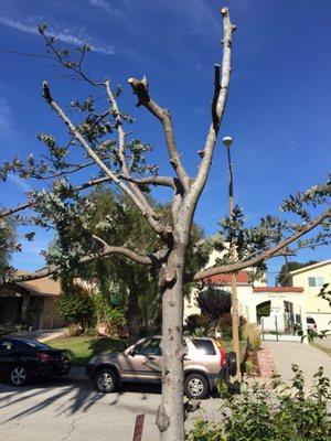 Island Mountain Tree and Plant Service