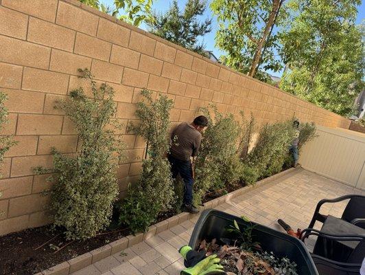 Joel Alba's Garden Services