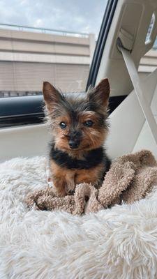 13 year old Bambi he's now in heaven