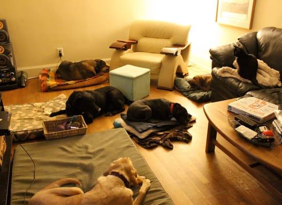 Atlanta Canine Coach