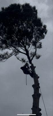 Infinity Tree service