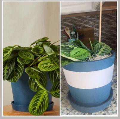 plant pots- wrong one