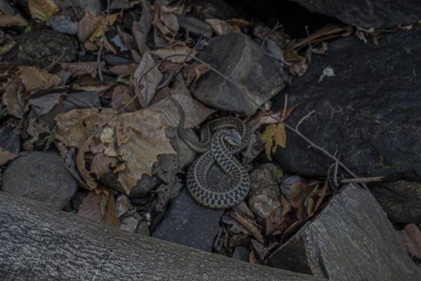 The only snakes I saw were garter snakes. They won't hurt you. Just let them be.