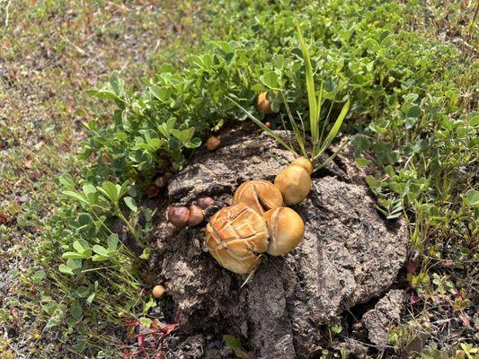 Coyote Lake Harvey Bear Ranch County Park