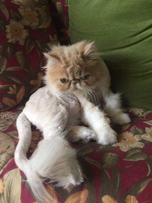 I have four Persian cats and she saves me a lot by her coming to my house! Love her!