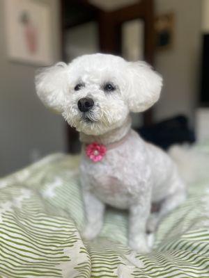 Freshly groomed small poodle mix