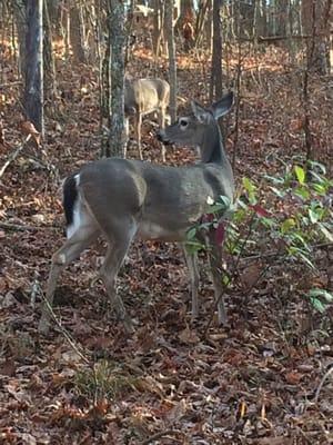 The Alpharetta Big Creek Greenway