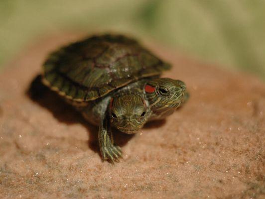 Alligator Alley Adventures