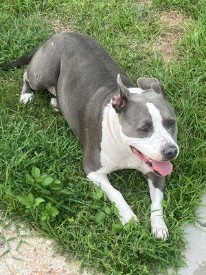 Breeze Animal Hospital