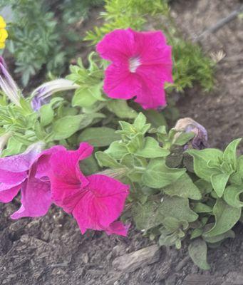 The Susan J Rheem Adult Day Center