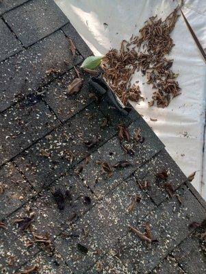 Post Roofing & Tree Services