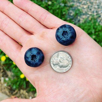 Indigo Acres Blueberry Farm