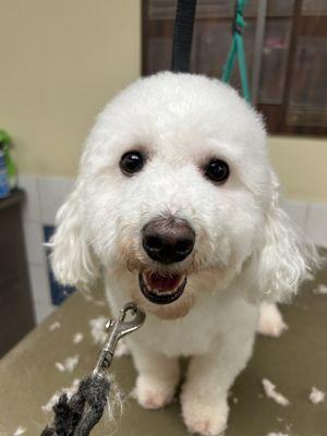 A bichon or a little white teddy bear??