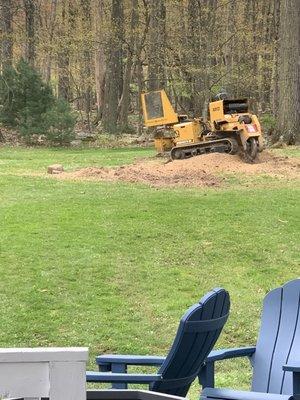 Stump grind