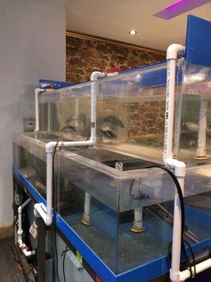 Northside Chinese New Year Parade